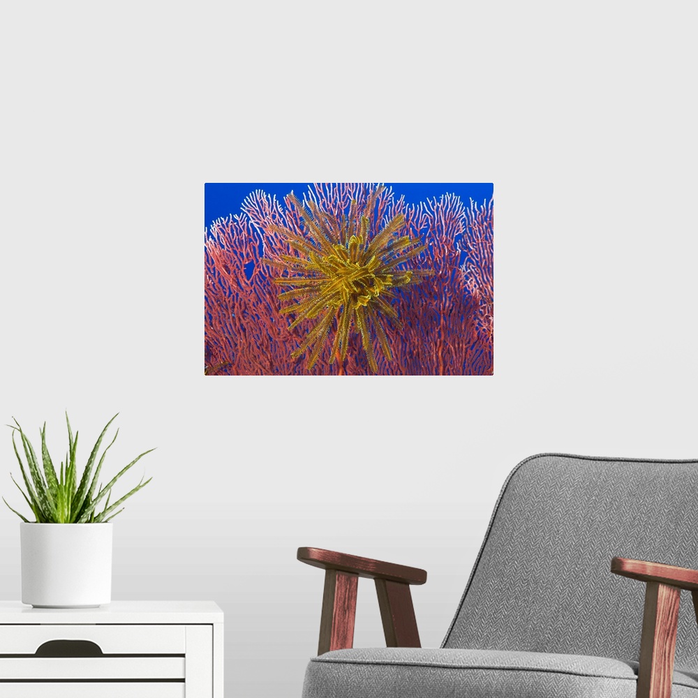 A modern room featuring Yellow feather star on red sea fan, Papua New Guinea.