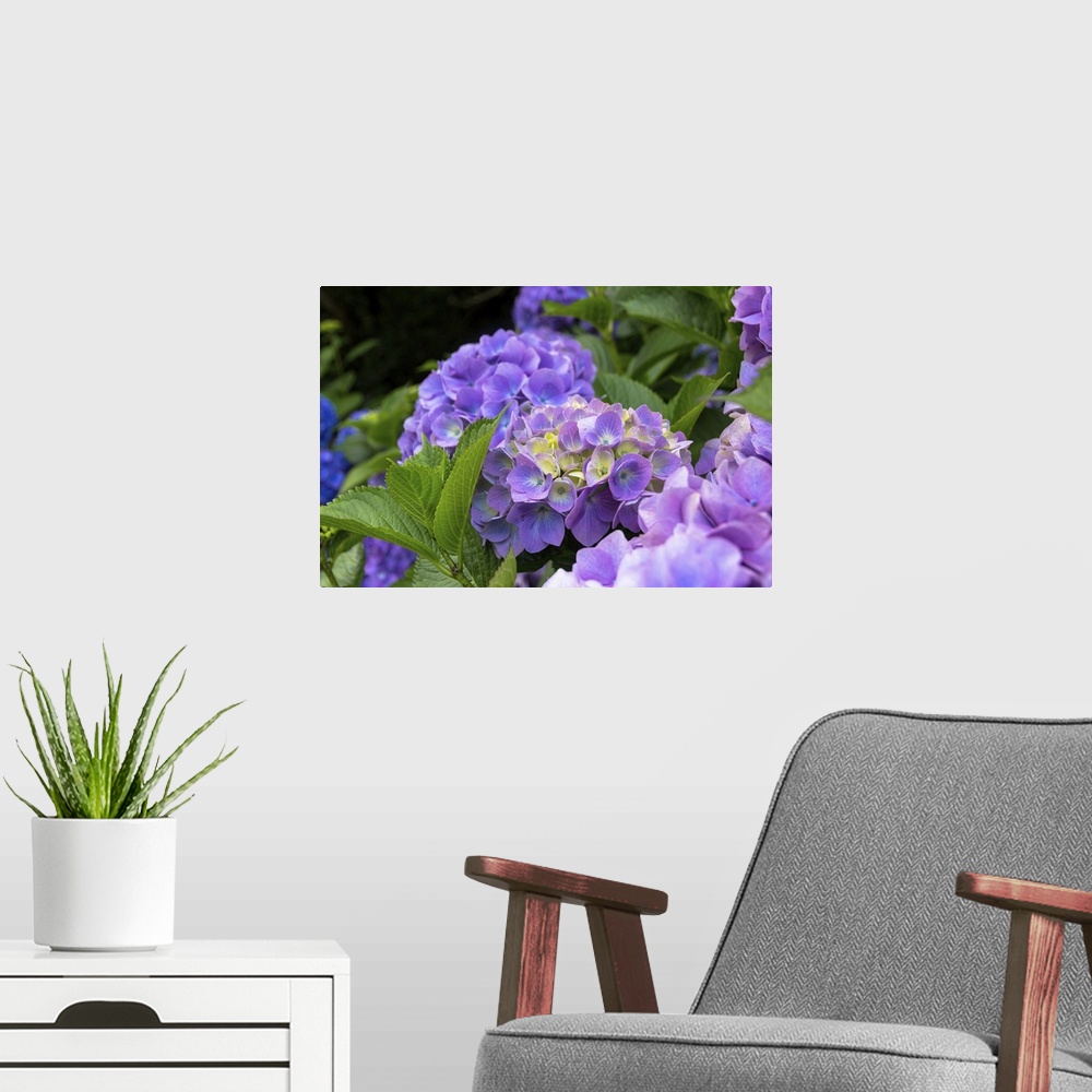 A modern room featuring Vibrant photograph of purple hydrangeas