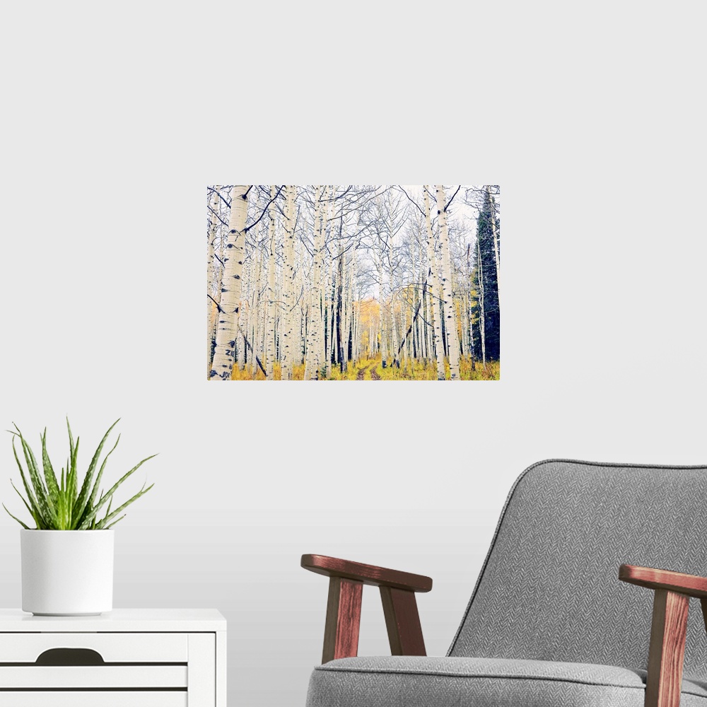 A modern room featuring A forest of white birch trees in autumn.