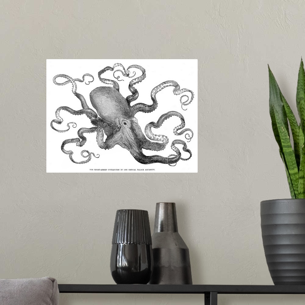 A modern room featuring Octopus. Common European Octopus (Octopus Vulgaris) From the Crystal Palace Aquarium, London. Woo...