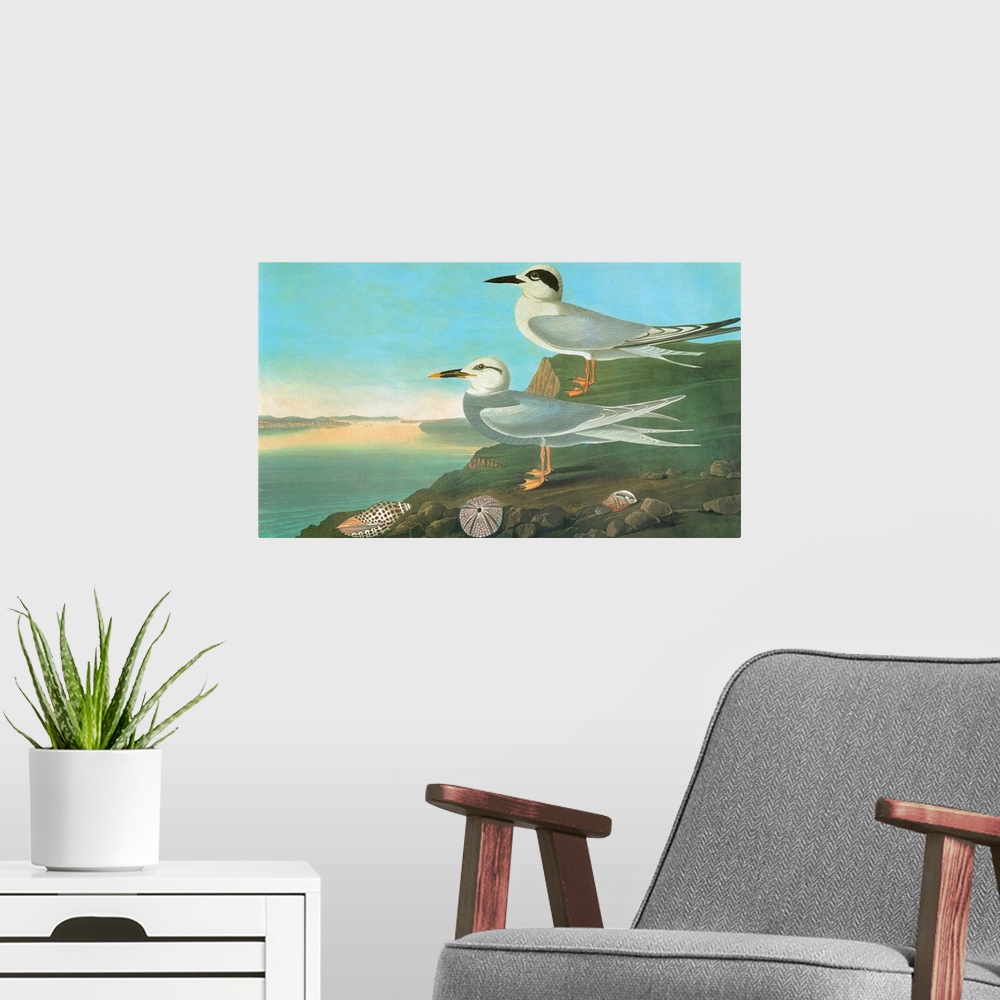 A modern room featuring Forster's Tern (Sterna forsteri), top, and Snowy-crowned, or Trudeau's, Tern (Sterna trudeaui). E...
