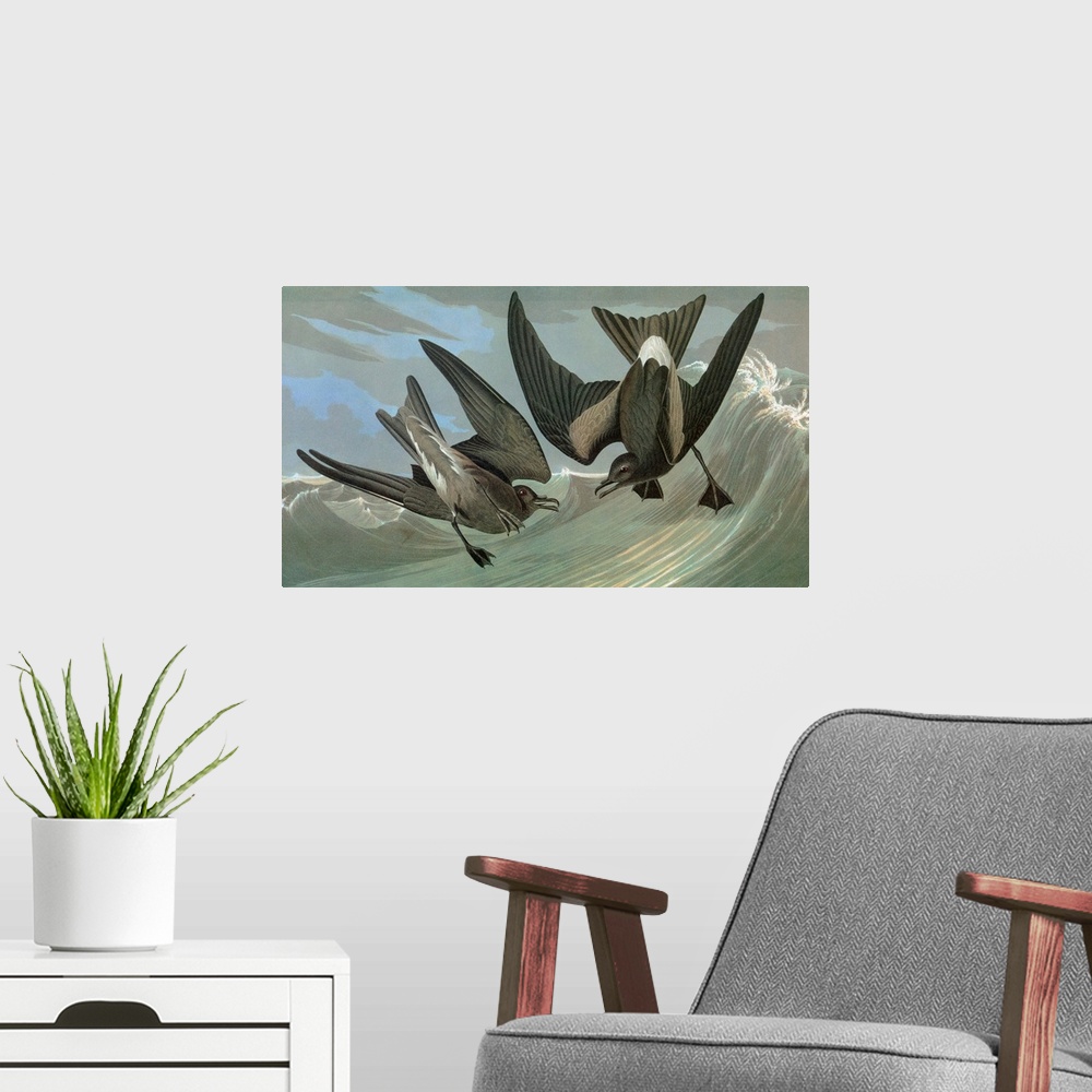 A modern room featuring Leach's Storm Petrel (Oceanodroma leucorhoa). Engraving after John James Audubon for his 'Birds o...
