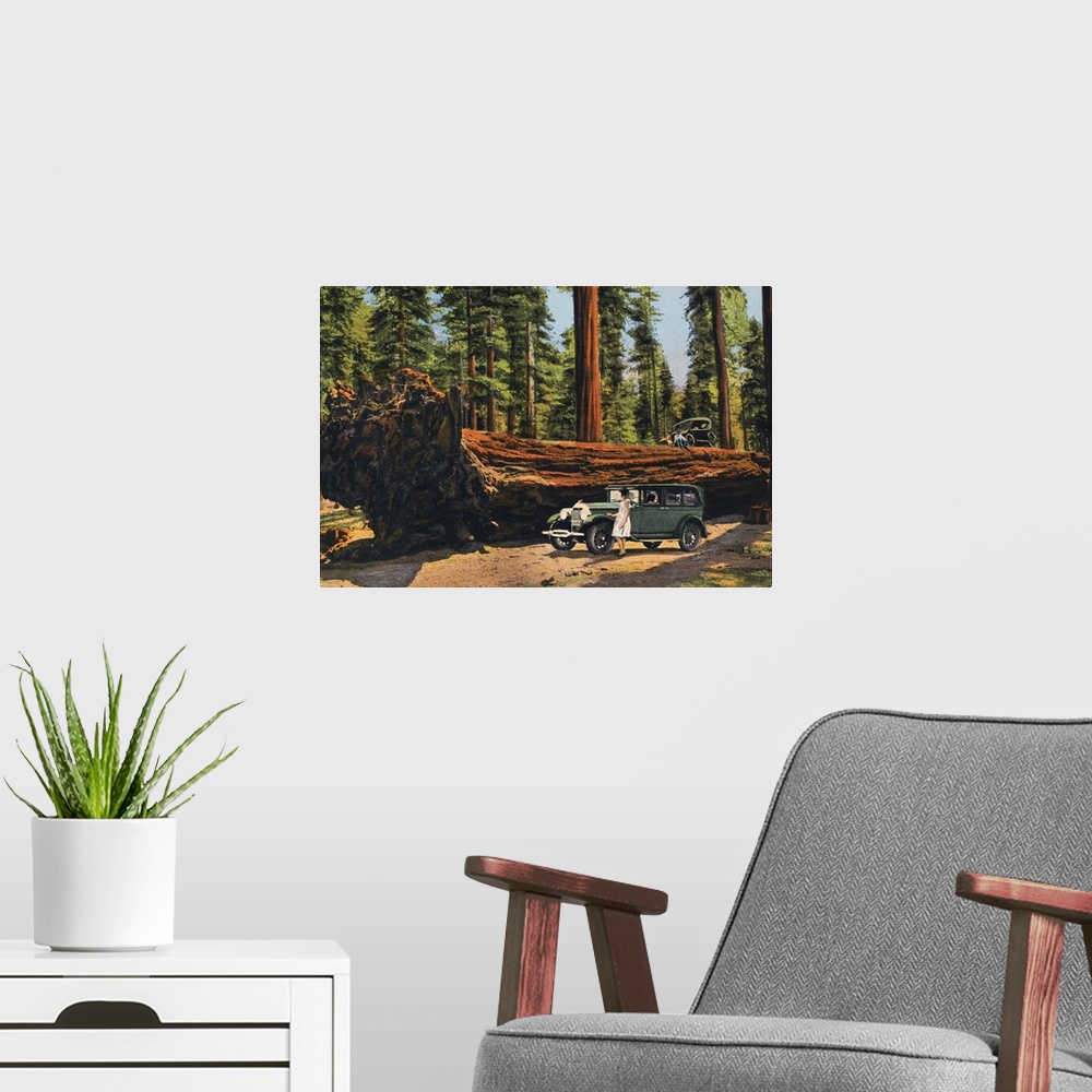 A modern room featuring The Auto Log, Sequoia National Park, California. From an American chromolithograph postcard, c1930.