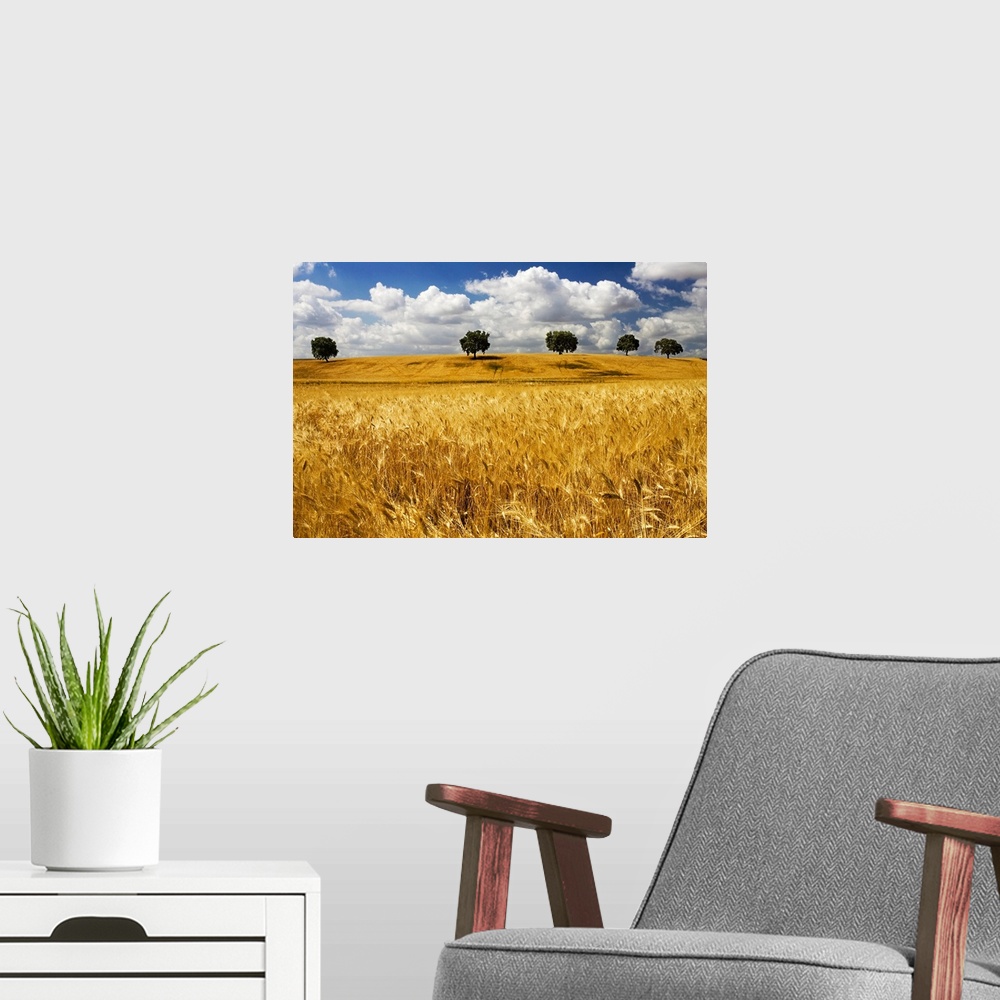 A modern room featuring Andalusian wheat fields