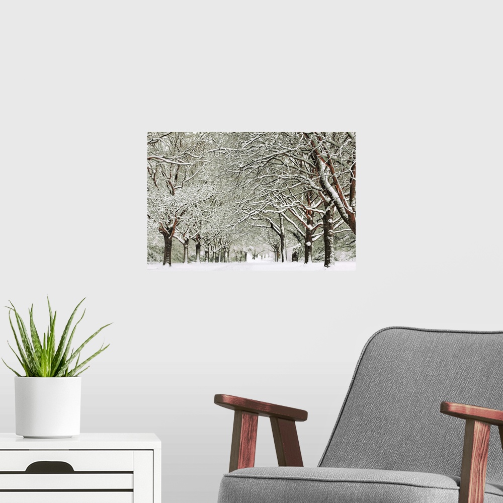 A modern room featuring Snowy trees on Southampton Common, Hampshire