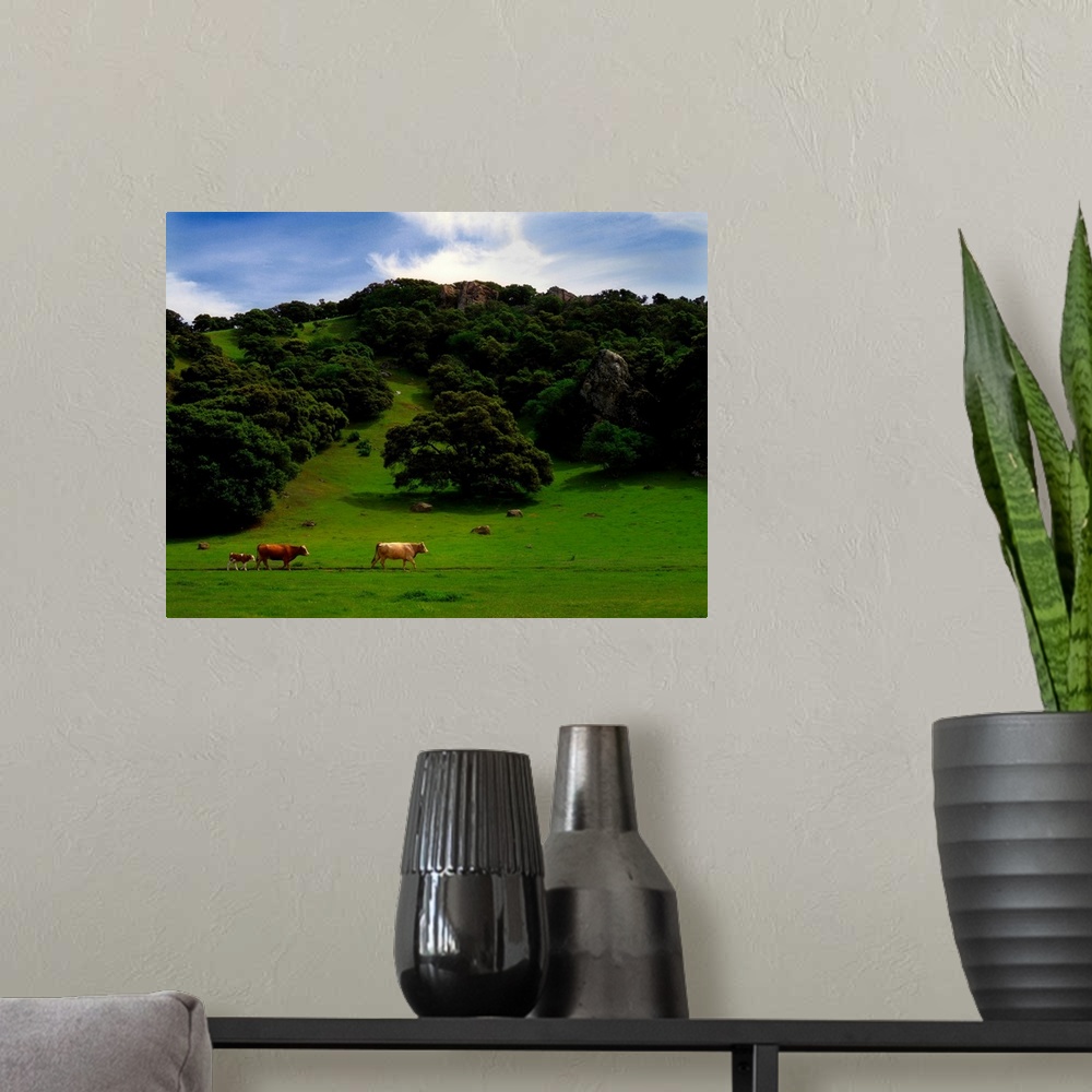 A modern room featuring Cows grazing in a field