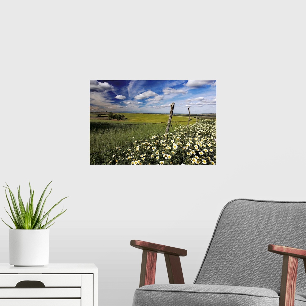 A modern room featuring Daisies and wheat field, Andalusia