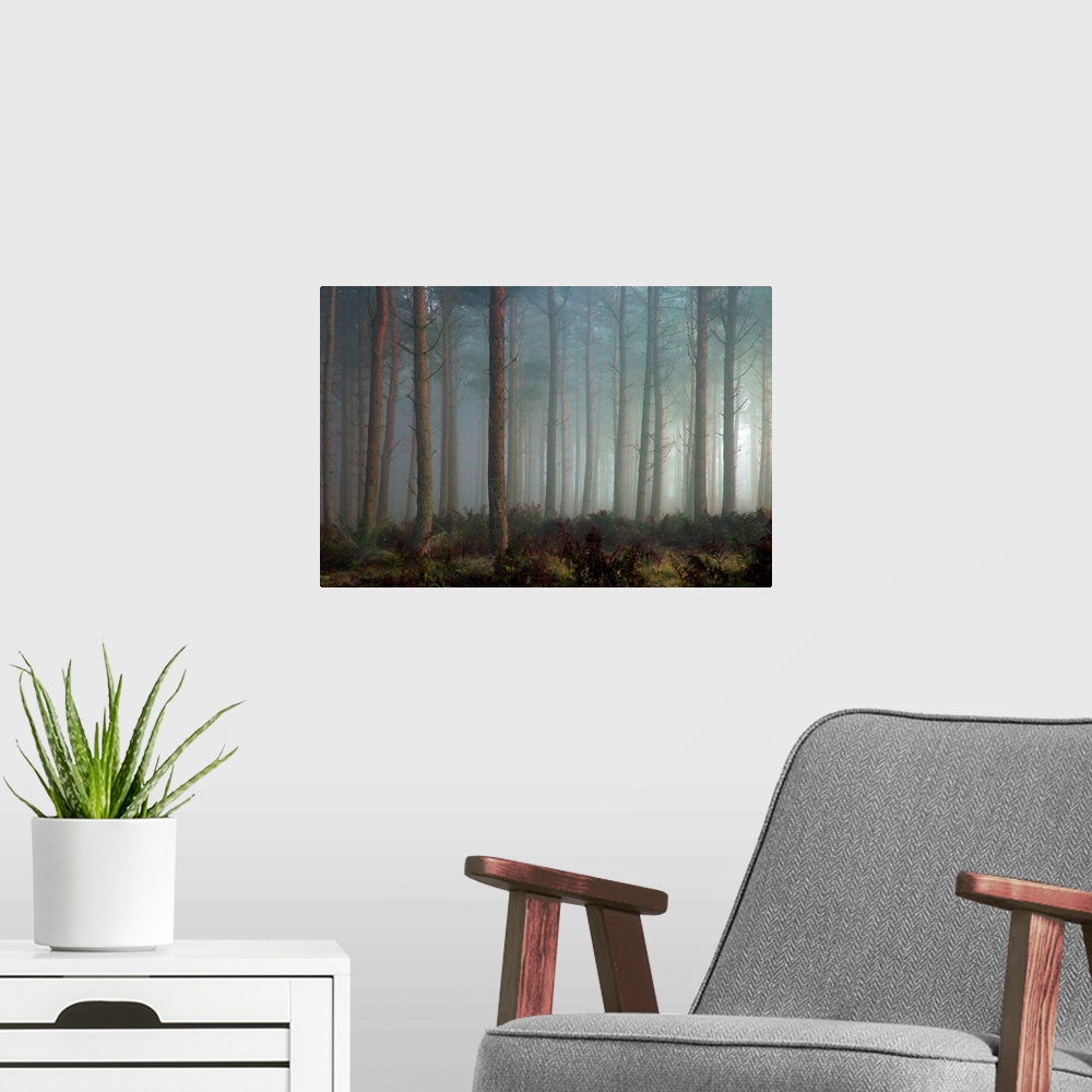 A modern room featuring A forest of pine trees in mist