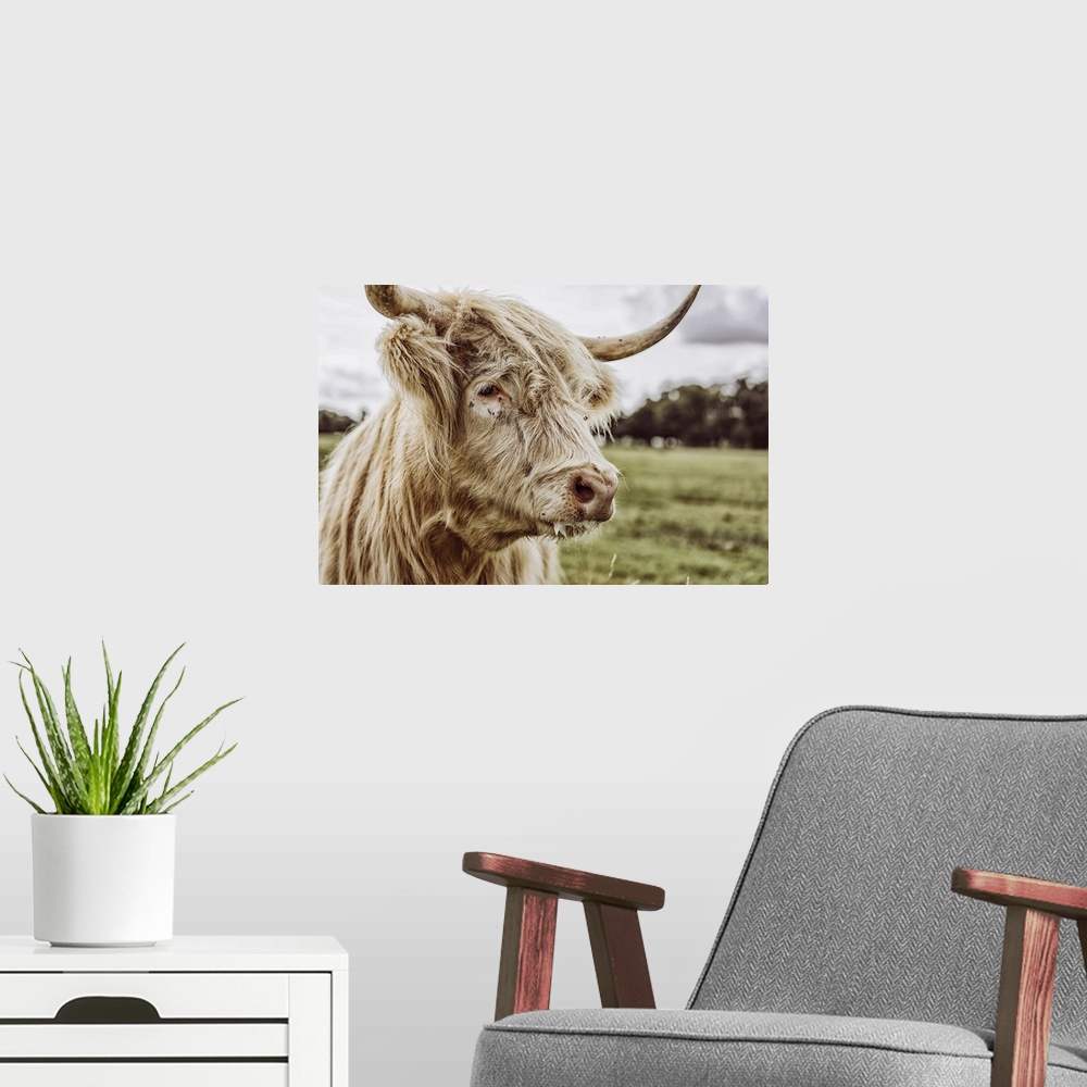 A modern room featuring Shaggy highland cattle in a field at Helmingham Hall in Suffolk, England.