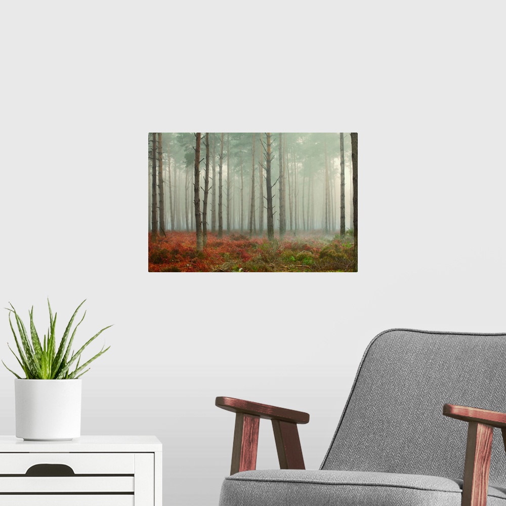 A modern room featuring Pine trees in mist at dawn