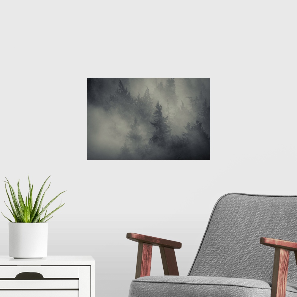 A modern room featuring Trees in the fog.