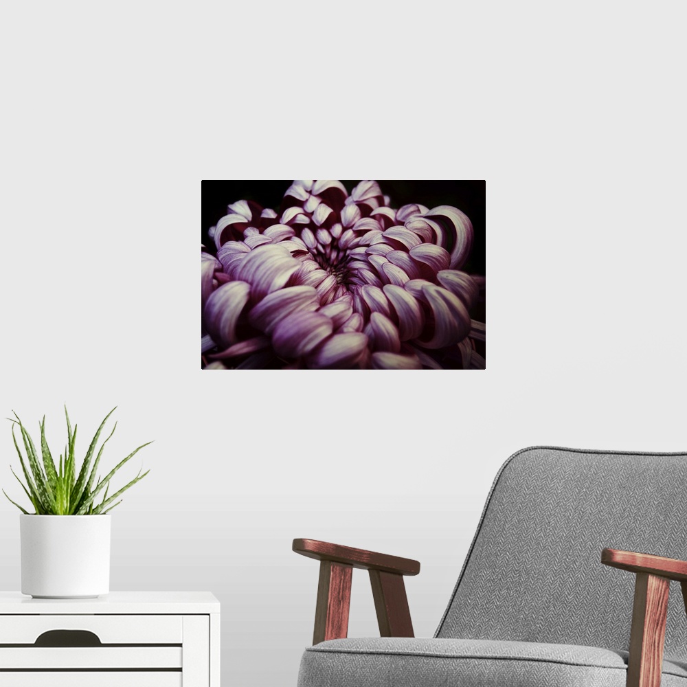 A modern room featuring Close up of a pink Chrysanthemum against a black background.