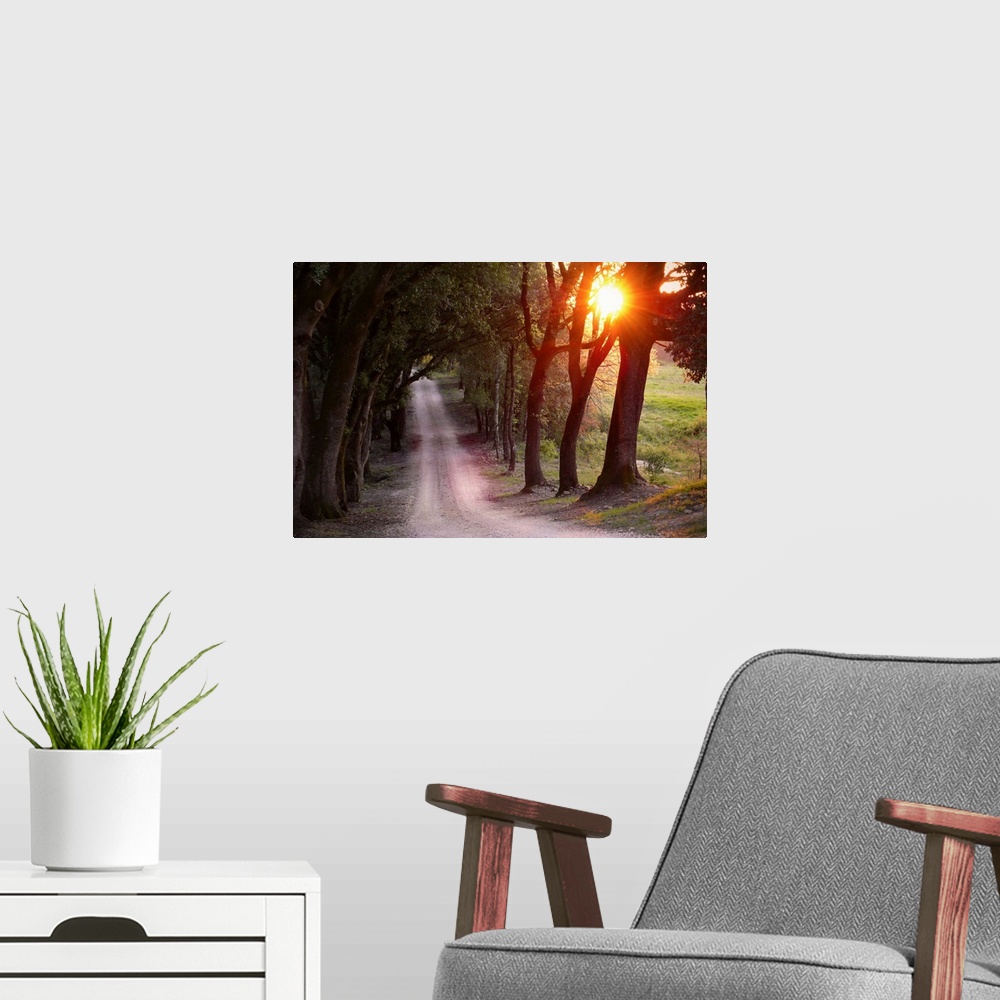 A modern room featuring A large piece of artwork with the sun shining through the tops of trees that are next to a gravel...