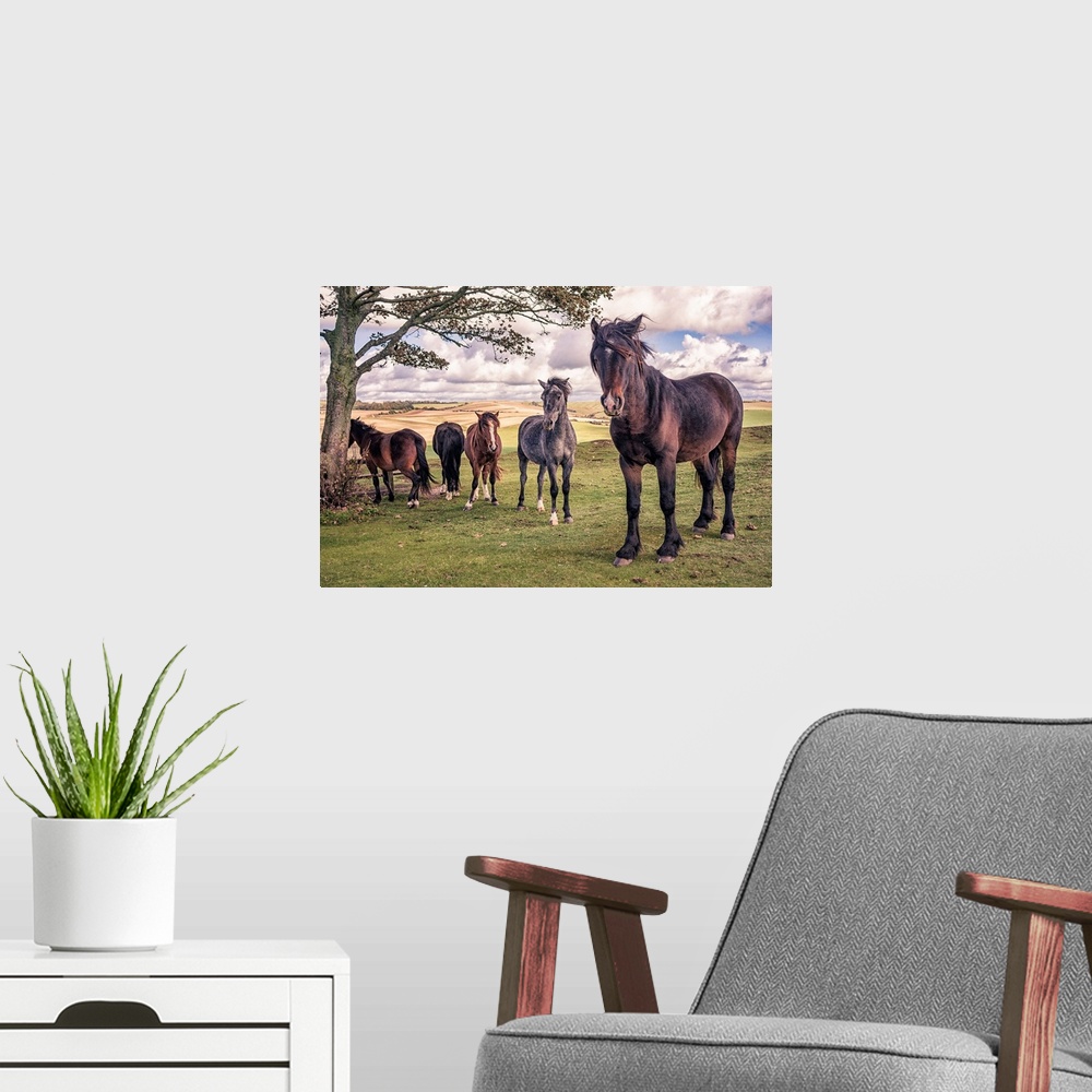 A modern room featuring Five wild ponies on Cissbury Ring on the South Downs with rolling hillside and agricultural land.