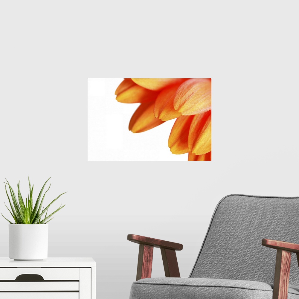A modern room featuring Close up of yellow gerbera daisy on white background.