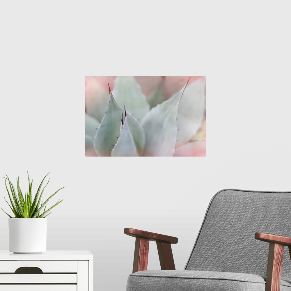 A modern room featuring Dreamy photograph of a cactus with a pink tone overlay.