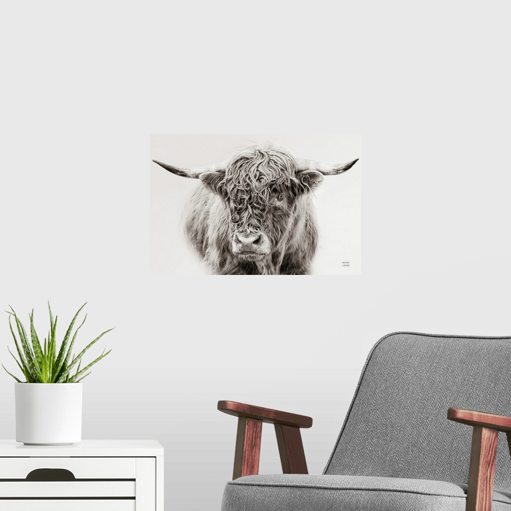 A modern room featuring A fine art photograph in black and white of a highland cow against a grey background. The texture...
