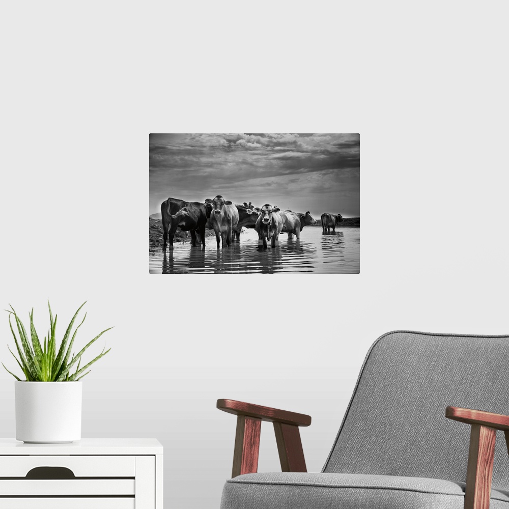 A modern room featuring Photograph of a herd of cattle standing in a river as storm clouds roll in.