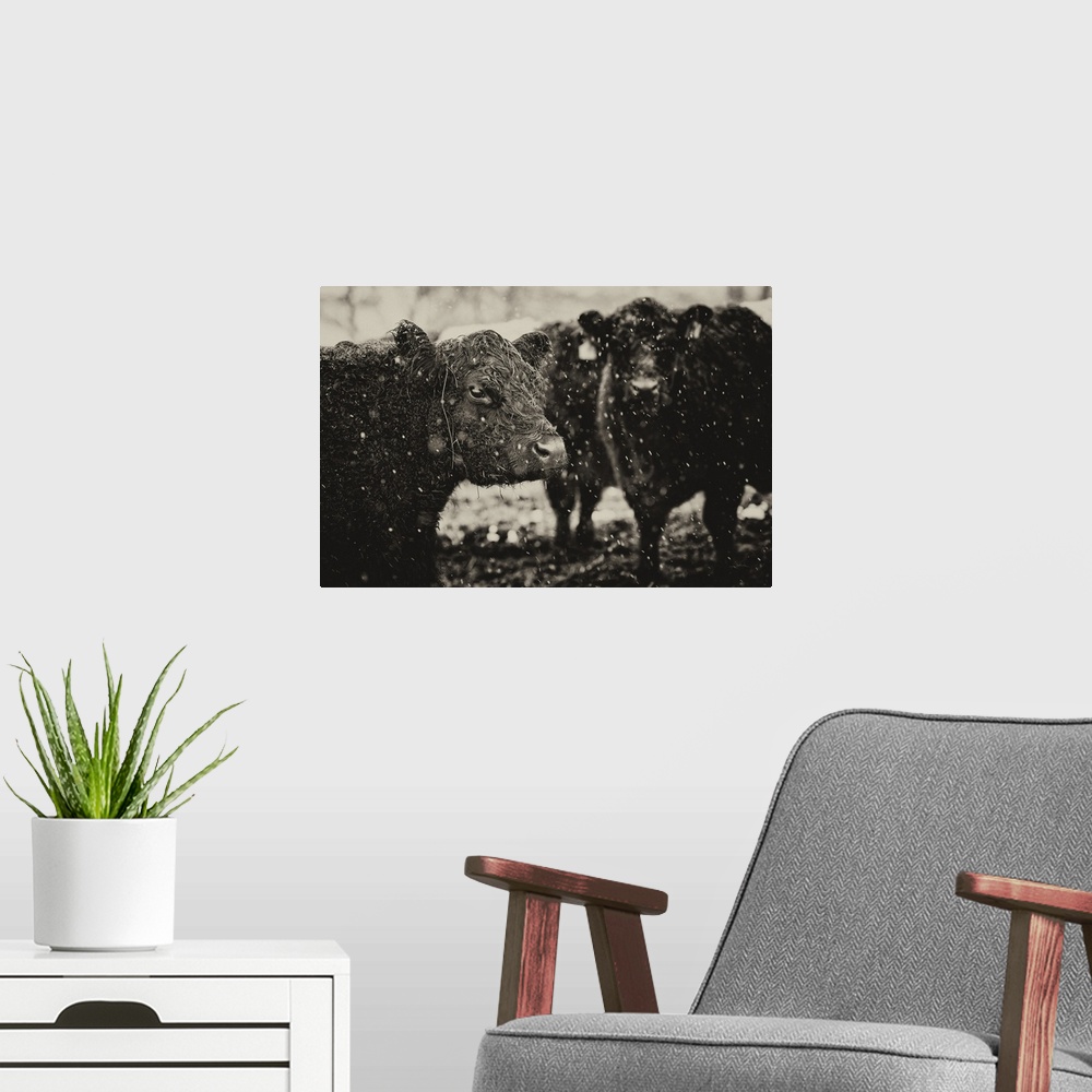 A modern room featuring Black and white photograph of a group of cows during a snow fall.