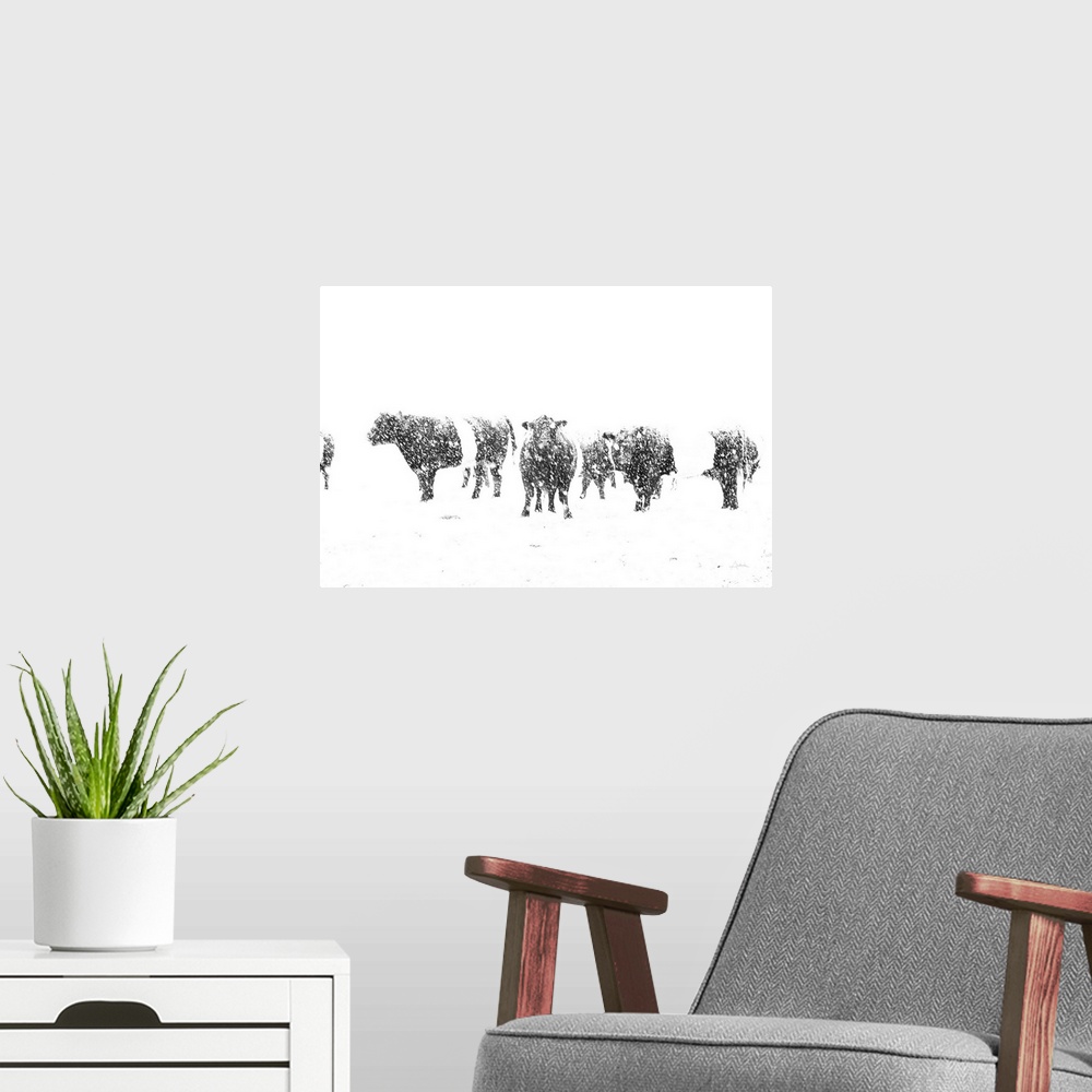 A modern room featuring In this photograph, black cows contrast an all white snowy landscape.