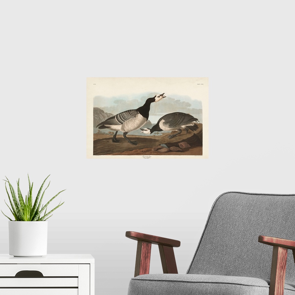A modern room featuring Barnacle Goose