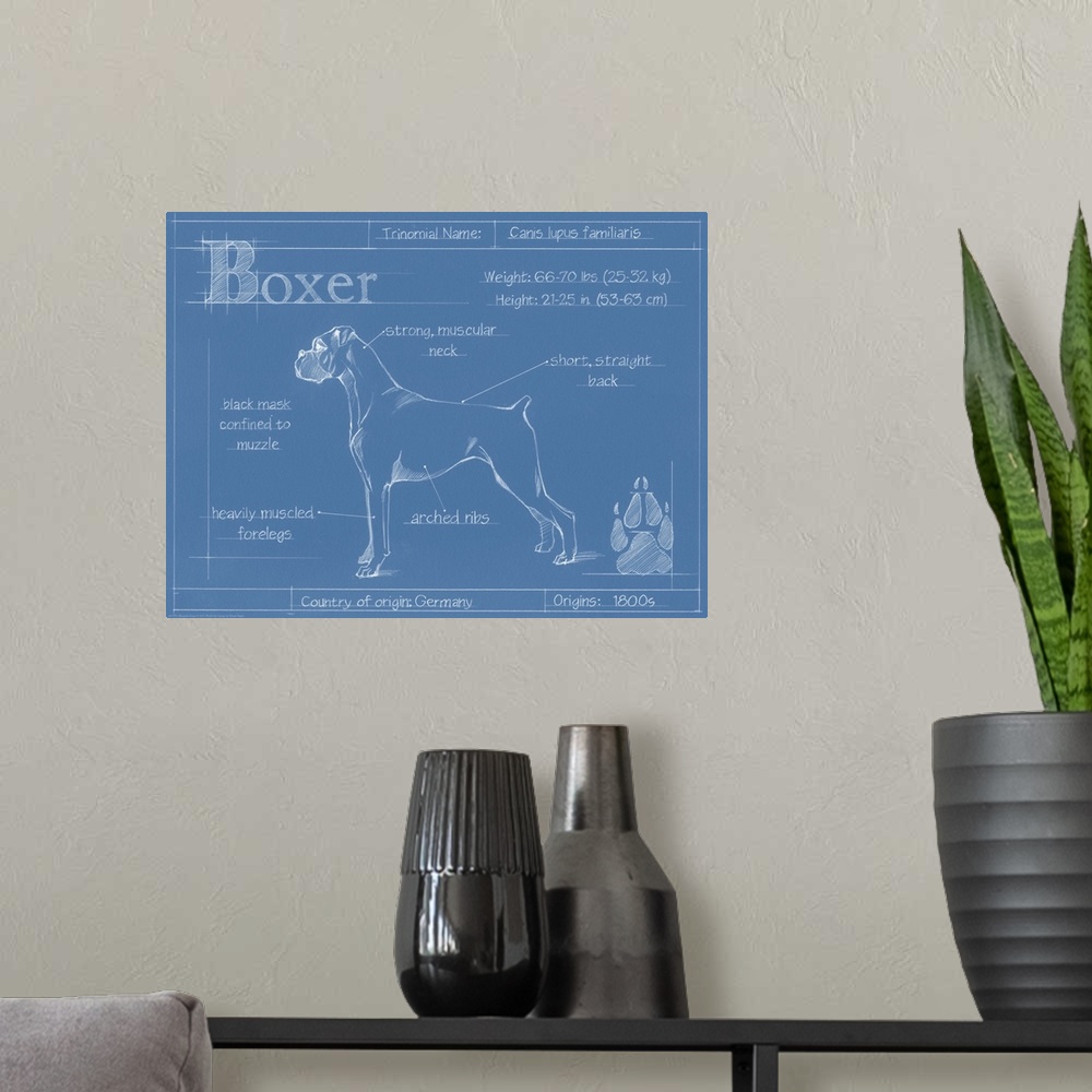 A modern room featuring "Blueprint" illustration showing the parts of a Boxer dog.