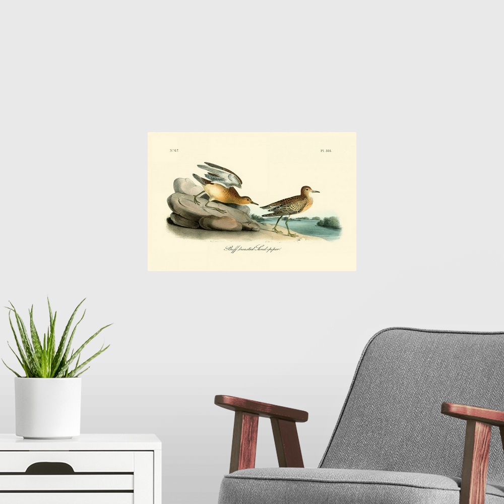 A modern room featuring Buff breasted Sandpiper