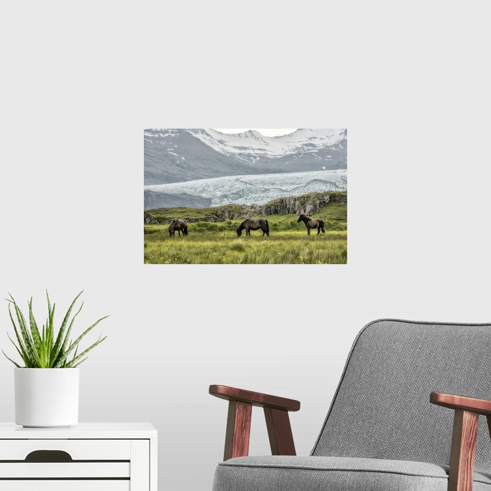 A modern room featuring Photograph of brown horses grazing in a grassy field with snowy mountains in the background.