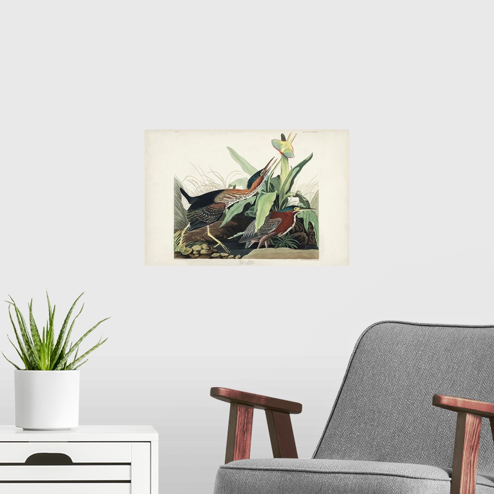 A modern room featuring Green Heron