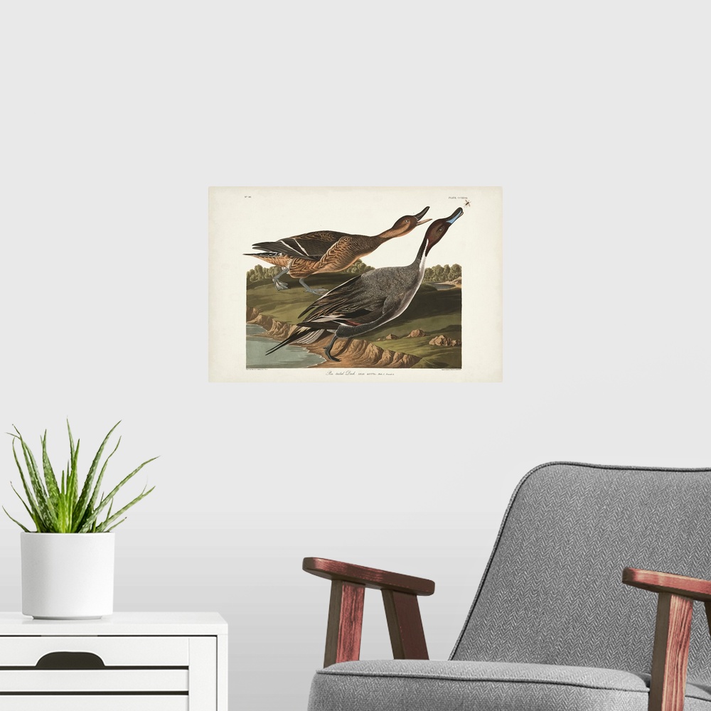 A modern room featuring Pin-Tailed Duck