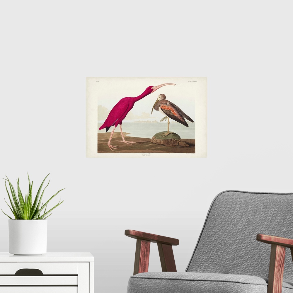 A modern room featuring Scarlet Ibis