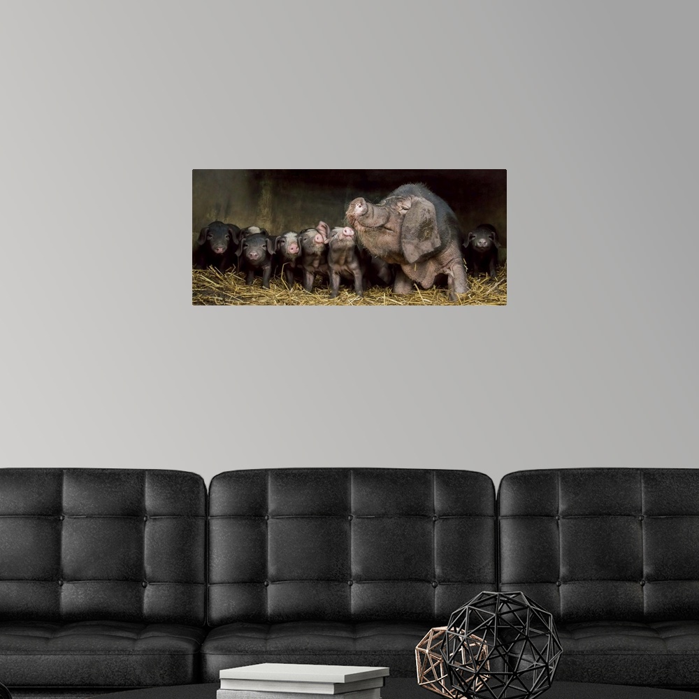 A modern room featuring A large mother pig with floppy ears and a big snout and her seven adorable piglets.