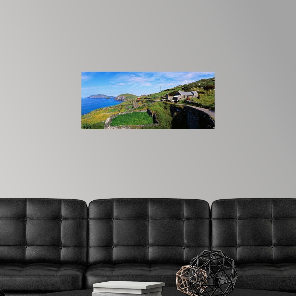 A modern room featuring Cattle On The Road, Slea Head, Dingle Peninsula, Republic Of Ireland