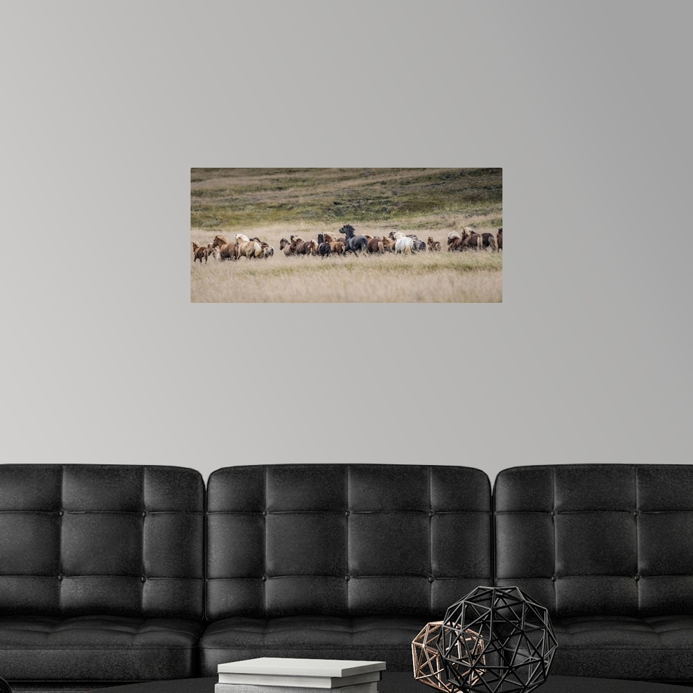 A modern room featuring Icelandic horses are some of the most beautiful semi-free horses in the world, a special breed. T...