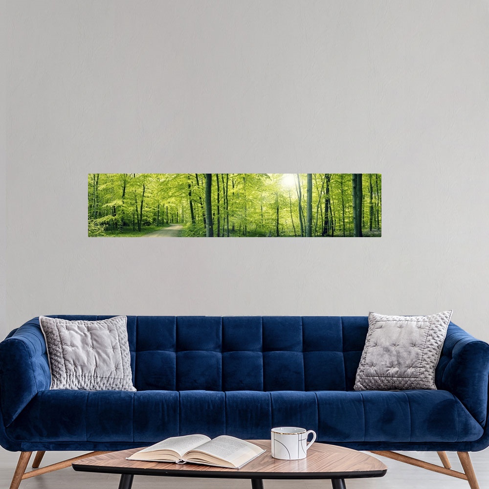 A modern room featuring Panorama landscape of a beech forest in the spring.