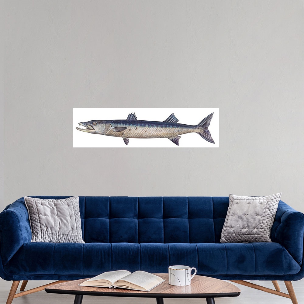 A modern room featuring Great Barracuda (Sphyraena Barracuda)