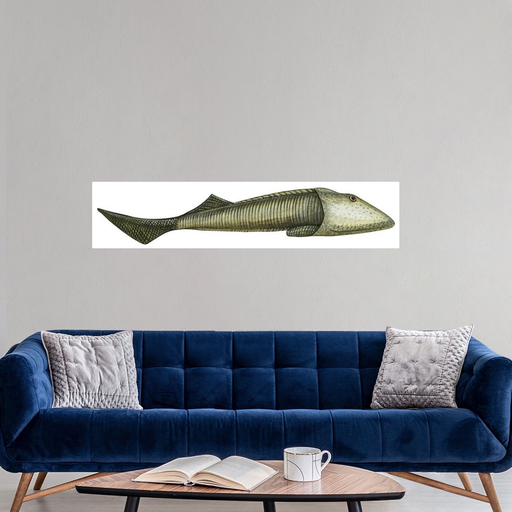 A modern room featuring Ostracoderm (Ostracoderma), Fishlike Animal, Fossil