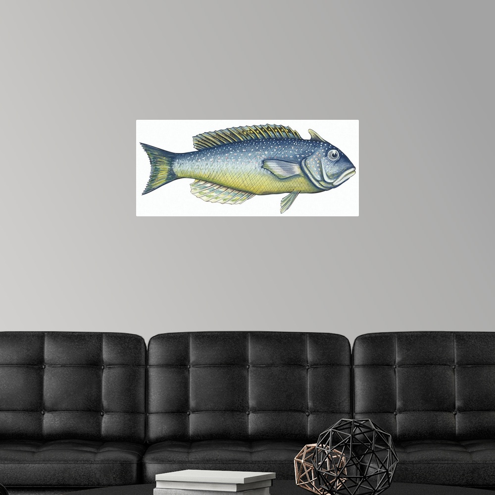 A modern room featuring Tilefish (Lopholatilus Chamaeleonticeps)