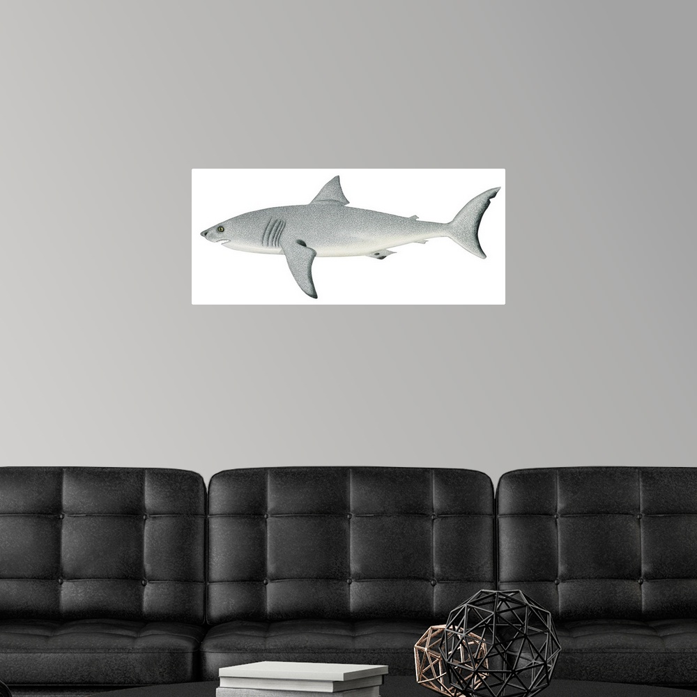 A modern room featuring White Shark (Carcharodon Carcharias)