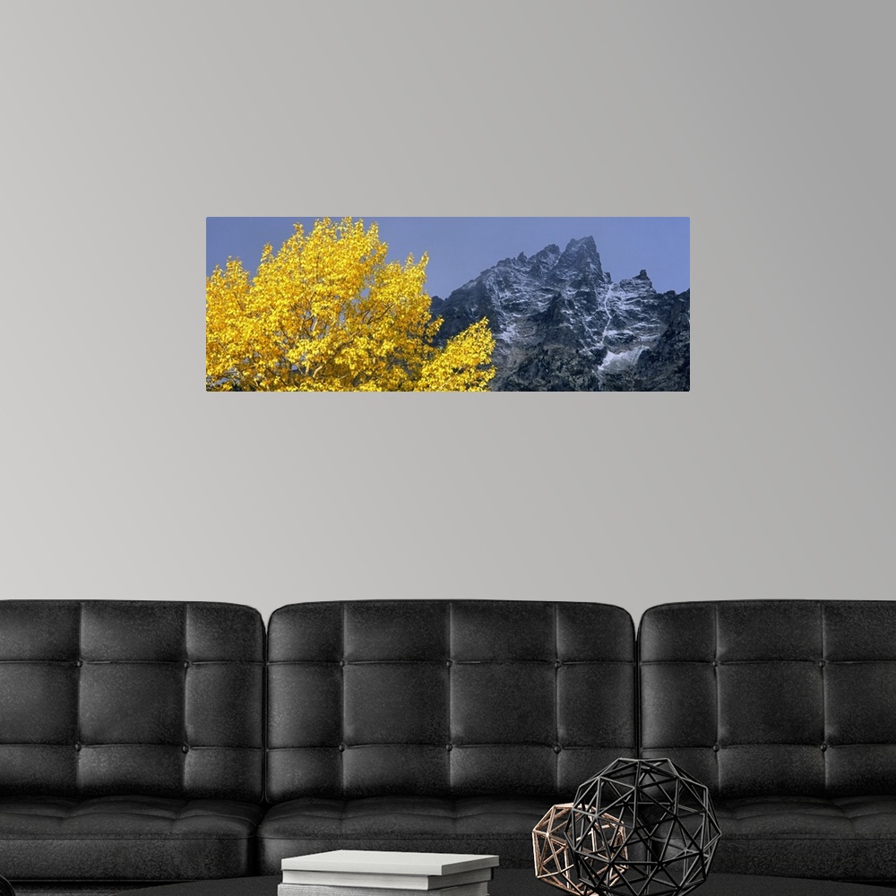 A modern room featuring Aspen tree with mountains in background, Mt Teewinot, Grand Teton National Park, Wyoming