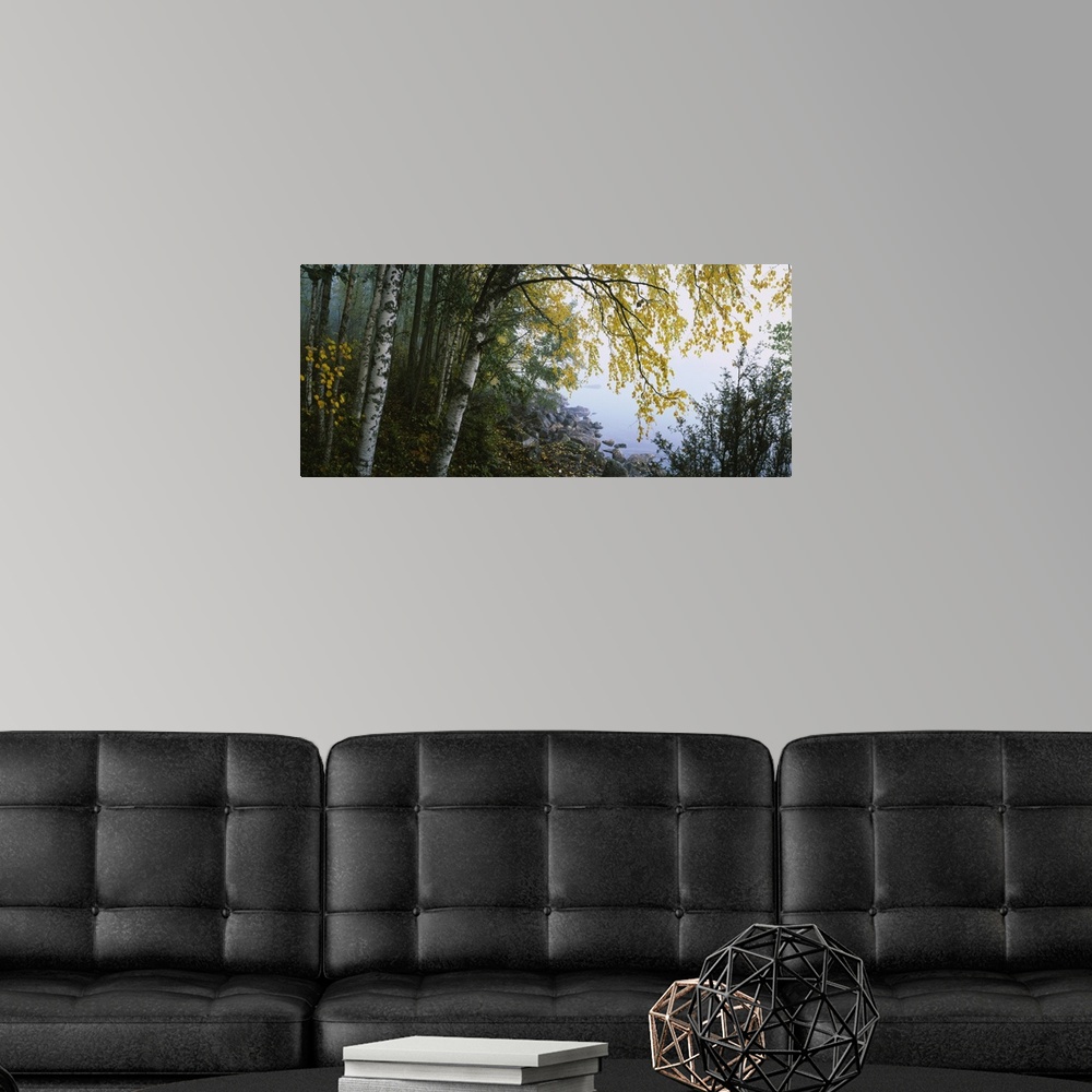 A modern room featuring Photograph peering through the birch tree leaves at the stony edge of a river in Finland.