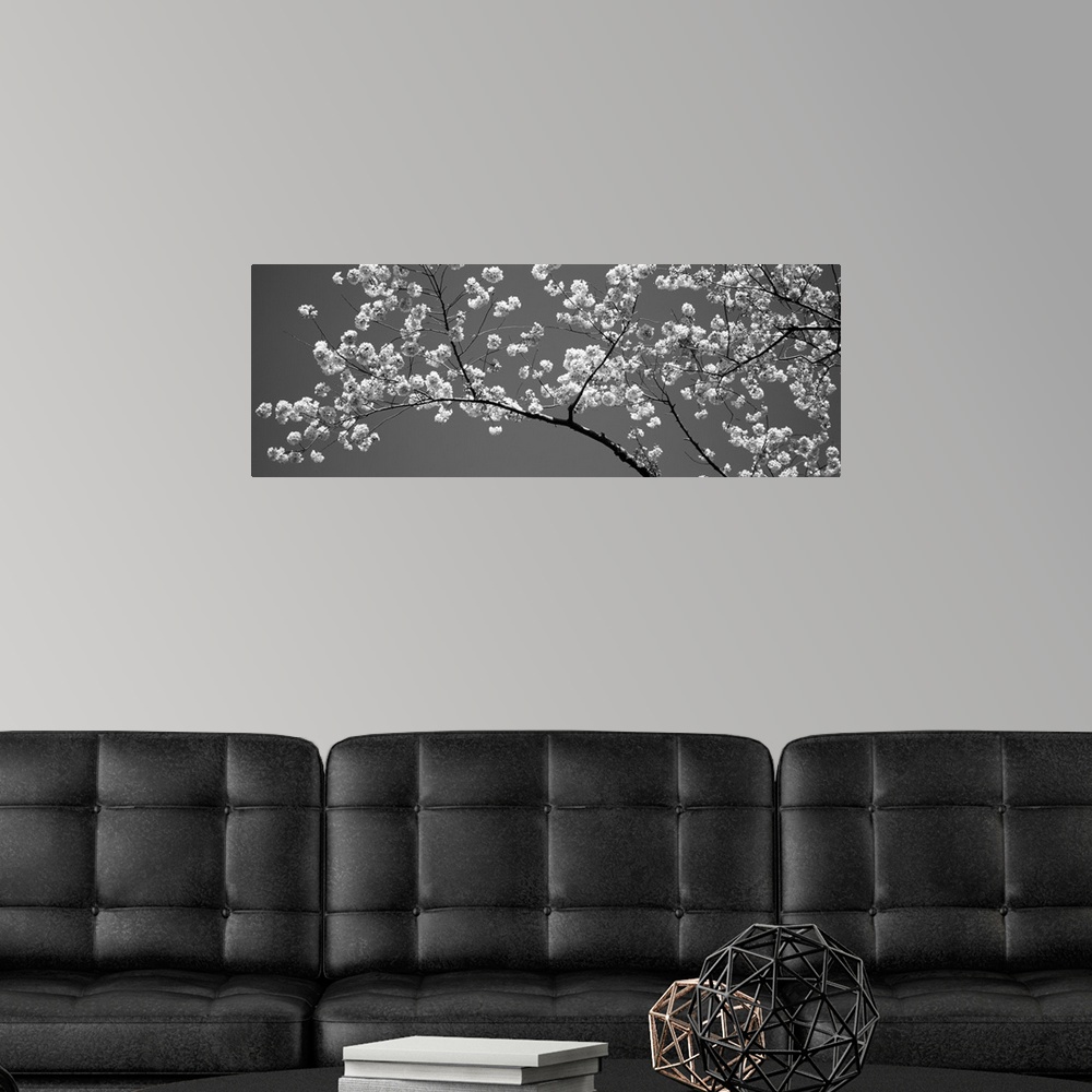 A modern room featuring Cherry Blossoms Washington DC USA