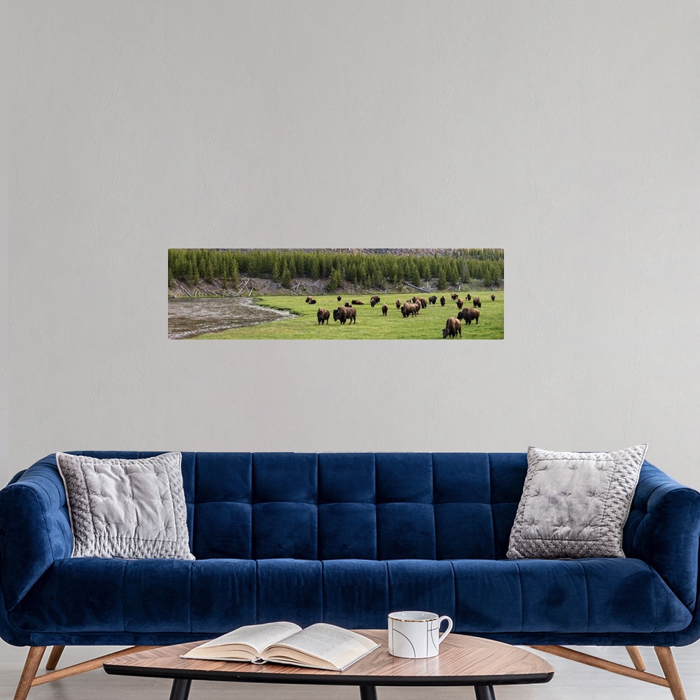 A modern room featuring Panoramic photograph of bison in a meadow at Yellowstone National Park.