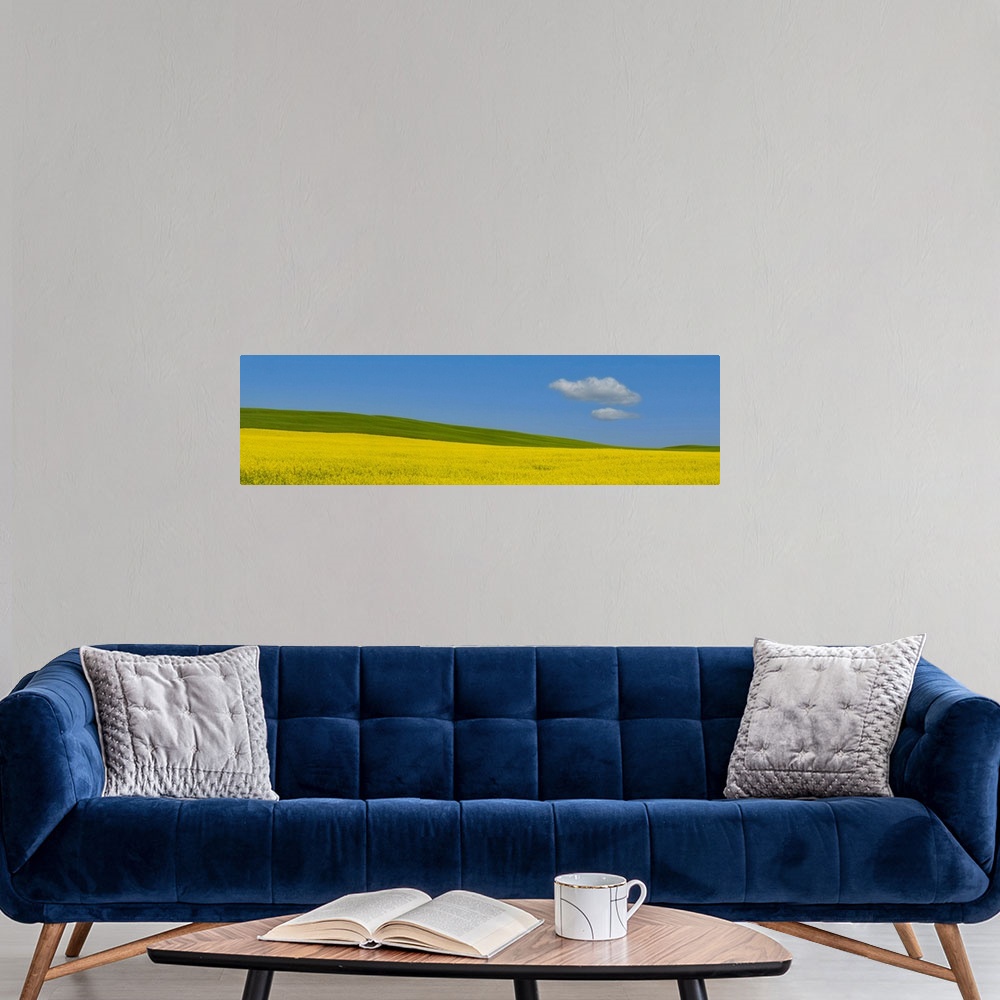 A modern room featuring Panorama image of a summer prairie Canola field in Central Alberta, Canada with a wondering cloud.