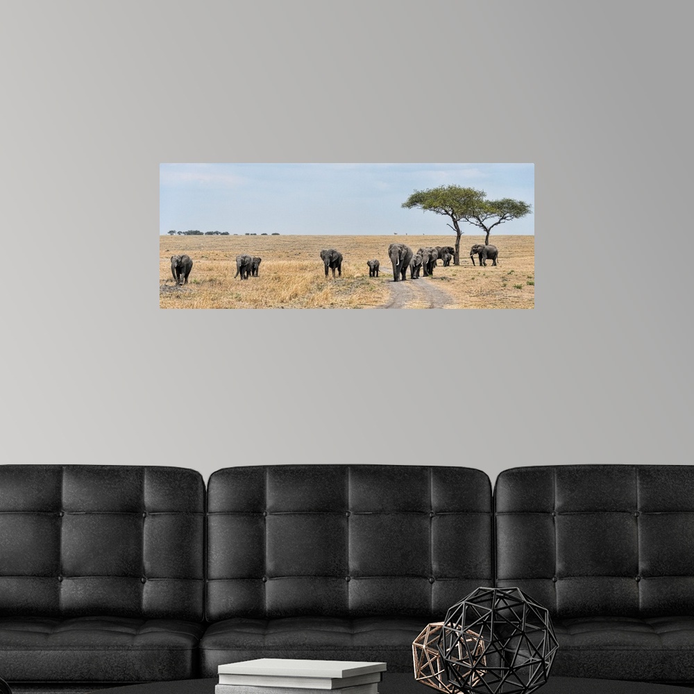 A modern room featuring A family of elephants in Serengeti National Preserve, Tanzania, Africa.