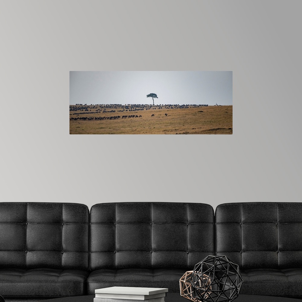 A modern room featuring Wildebeests on plains at sunset in the serengeti.