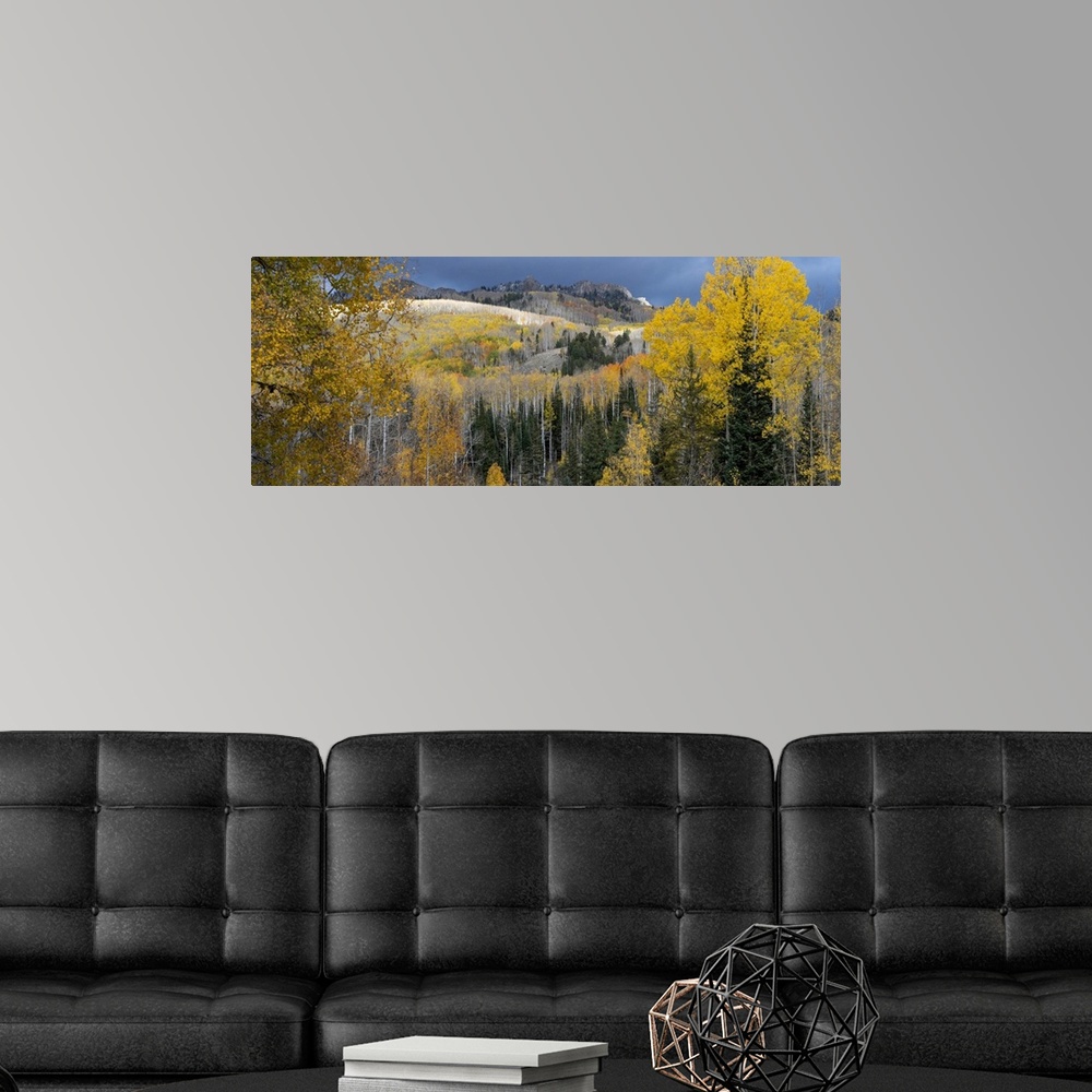A modern room featuring USA, Colorado. Light dappled Aspen forests, Kebler Pass, Gunnison National Forest.