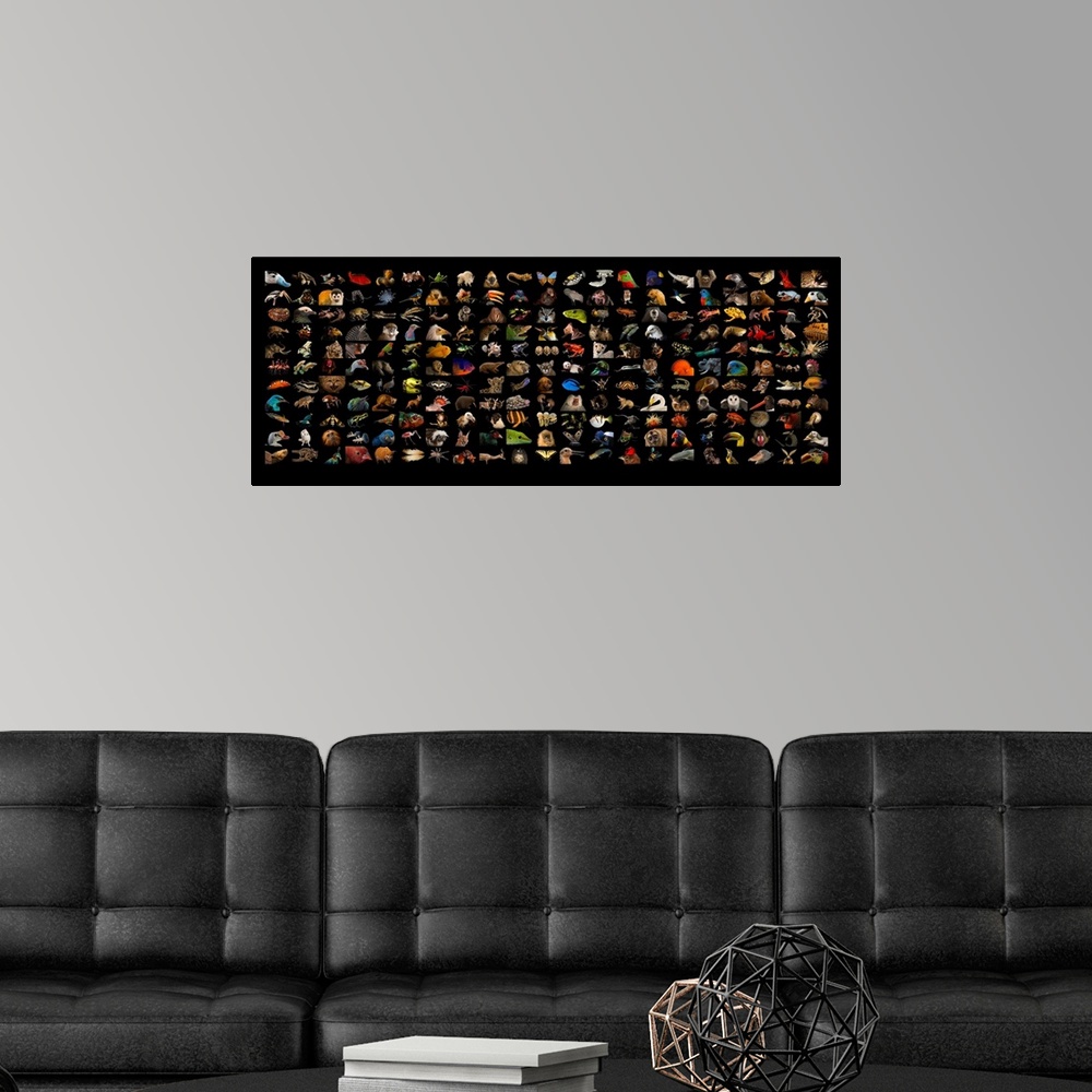 A modern room featuring Composite of different species of Photo Ark species.