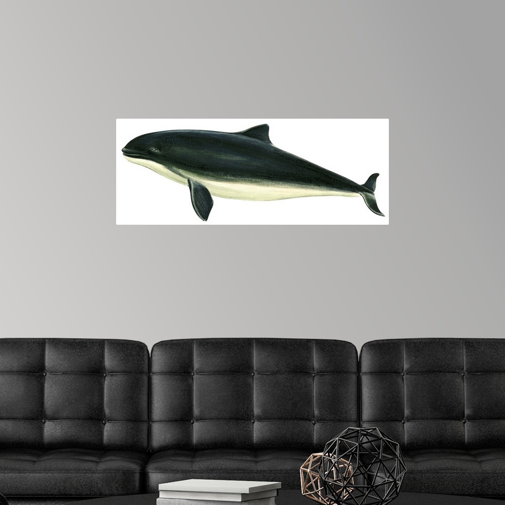 A modern room featuring Harbor Porpoise (Phocaena Phocaena)