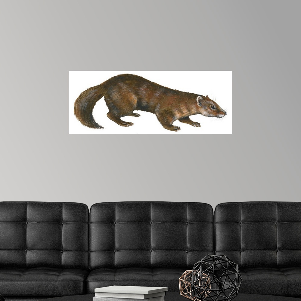 A modern room featuring Sable (Martes Zibellina), Weasel